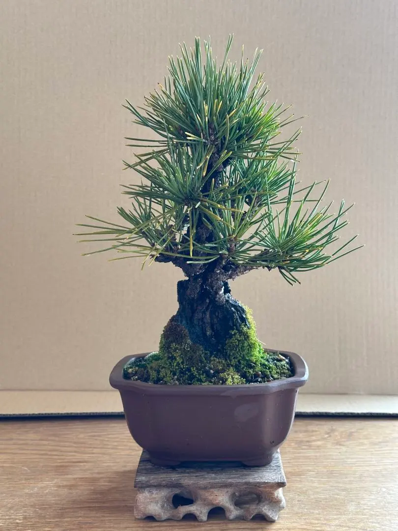 2026年最新】錦松盆栽の人気アイテム - メルカリ