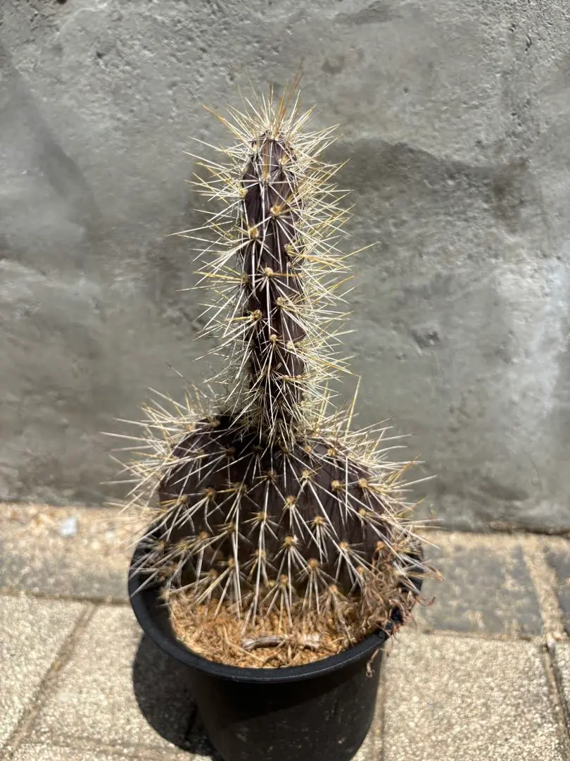 2026年最新】ガラパゴス団扇の人気アイテム - メルカリ