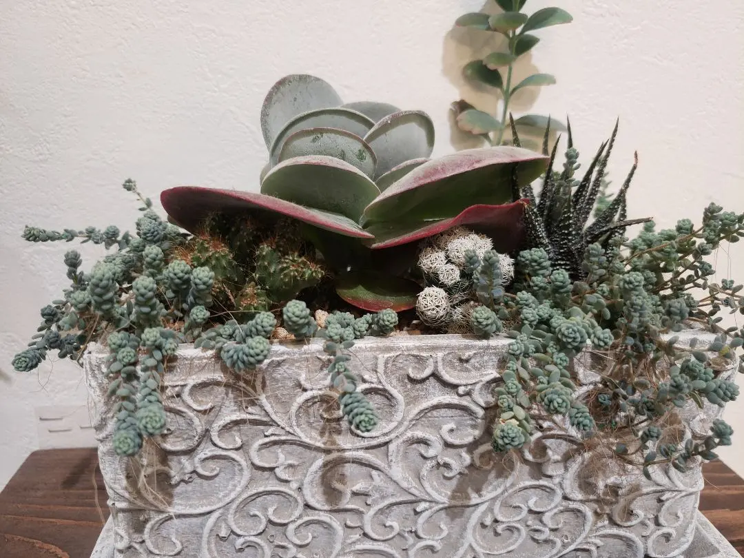 2026年最新】そのまま飾れる多肉寄植えの人気アイテム - メルカリ