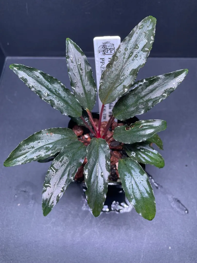 2026年最新】ホマロメナ 正規タグの人気アイテム - メルカリ