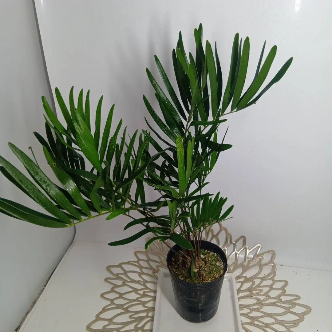 2026年最新】メキシコソテツの人気アイテム - メルカリ