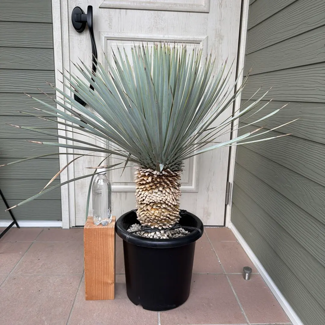 2026年最新】ユッカ マルデヌベスの人気アイテム - メルカリ