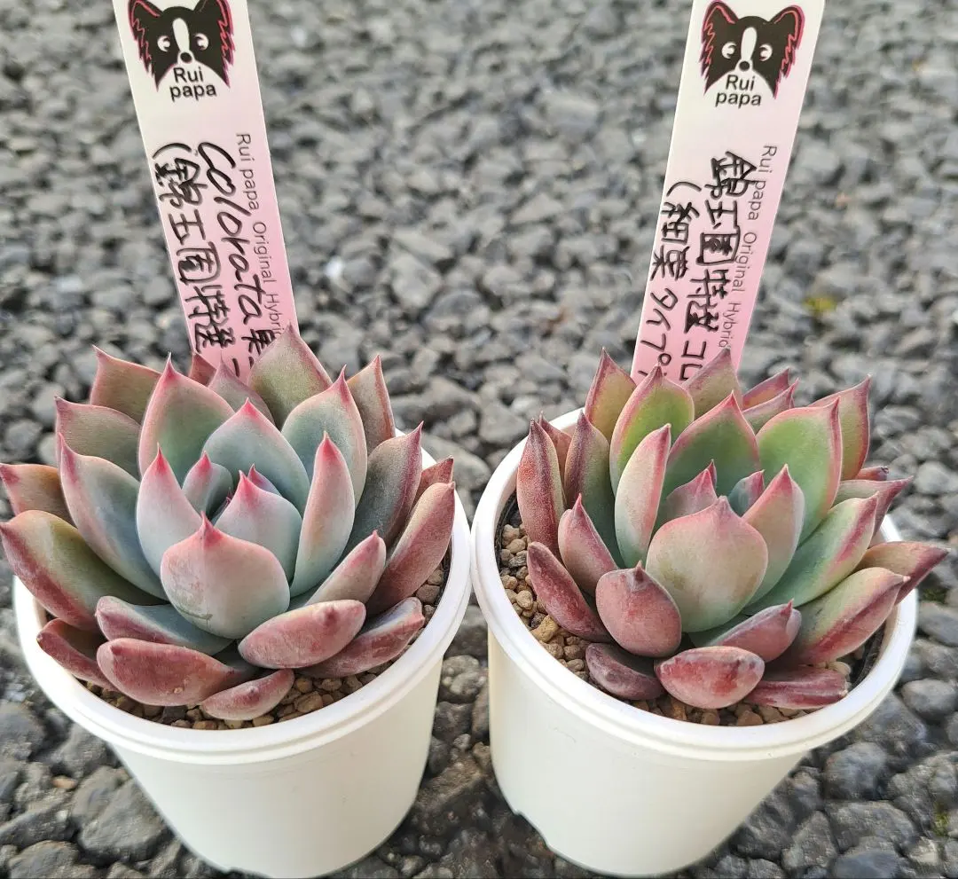 2026年最新】臼田リンゼアナの人気アイテム - メルカリ