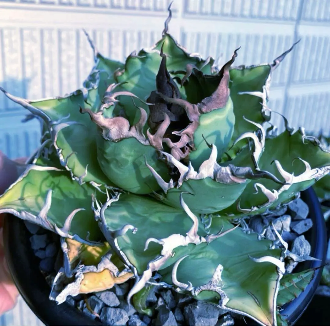 2026年最新】オアハカオテロイの人気アイテム - メルカリ