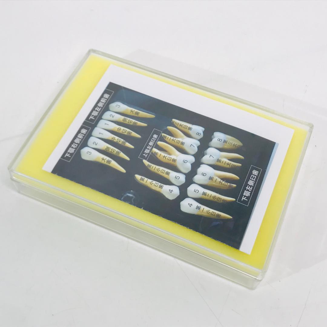 【匿名配送、送料無料】2.5倍大複製根模型歯 [B10-330]