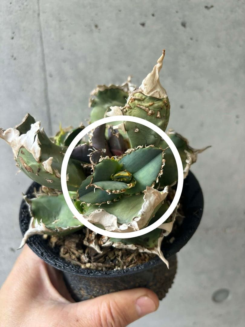 チタノタ 台湾ゴジラ - メルカリ