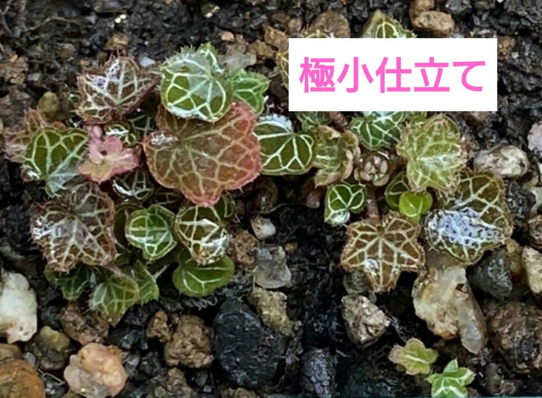 パルダリウム 屋久島 極姫ユキノシタ極小仕立て - メルカリ