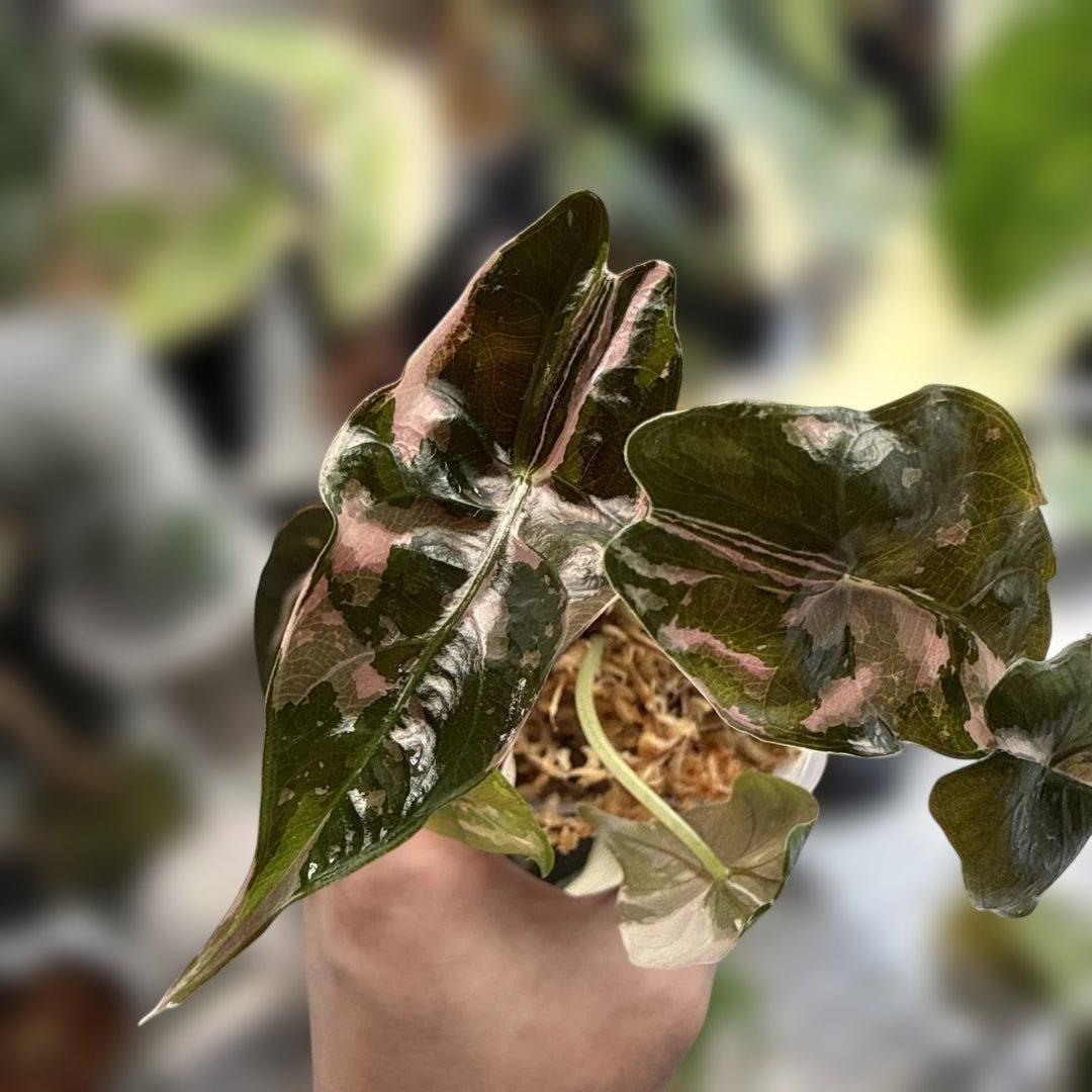 アロカシア シャントリエリ ピンク Alocasia chantrieri pink│アロカシア シャントリエリ ピンク⑥│観葉