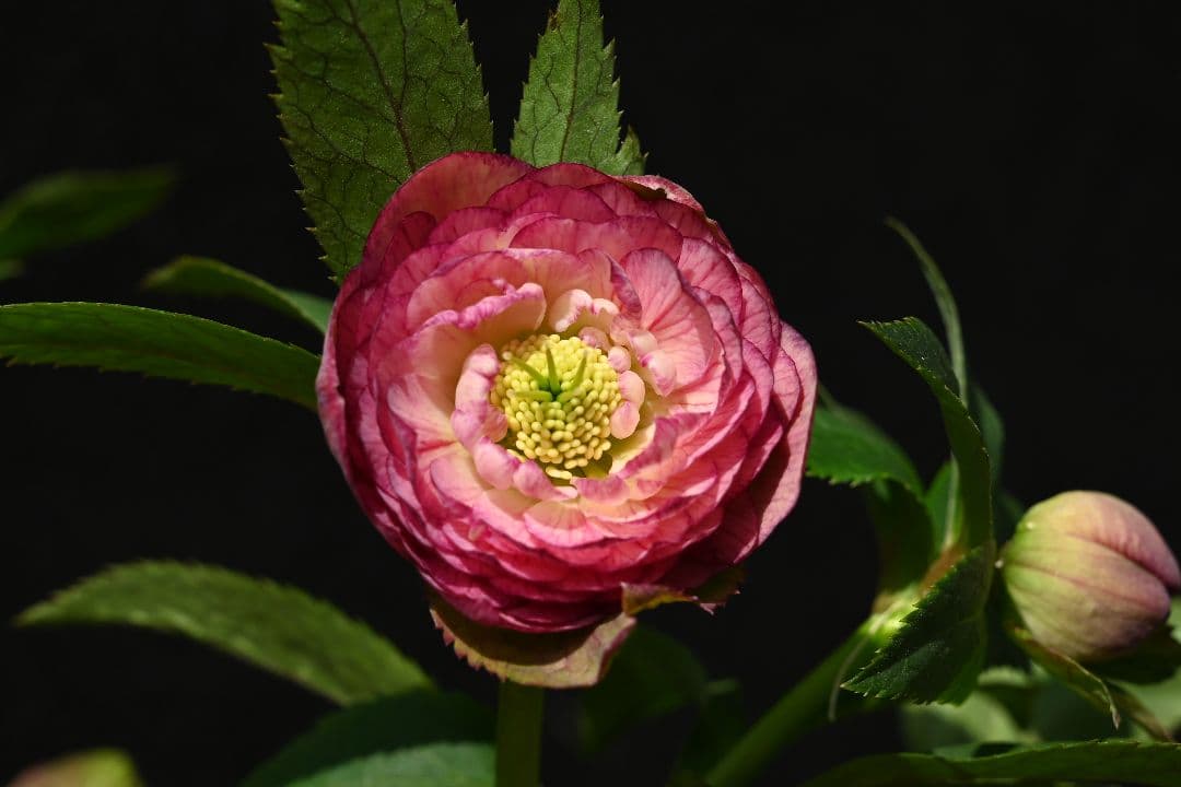 クリスマスローズ 認定！アフロディーテグラデーション 加藤農園