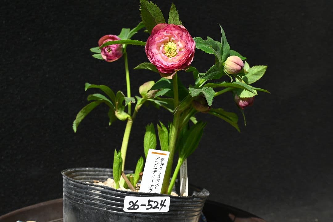 クリスマスローズ 認定！アフロディーテグラデーション 加藤農園