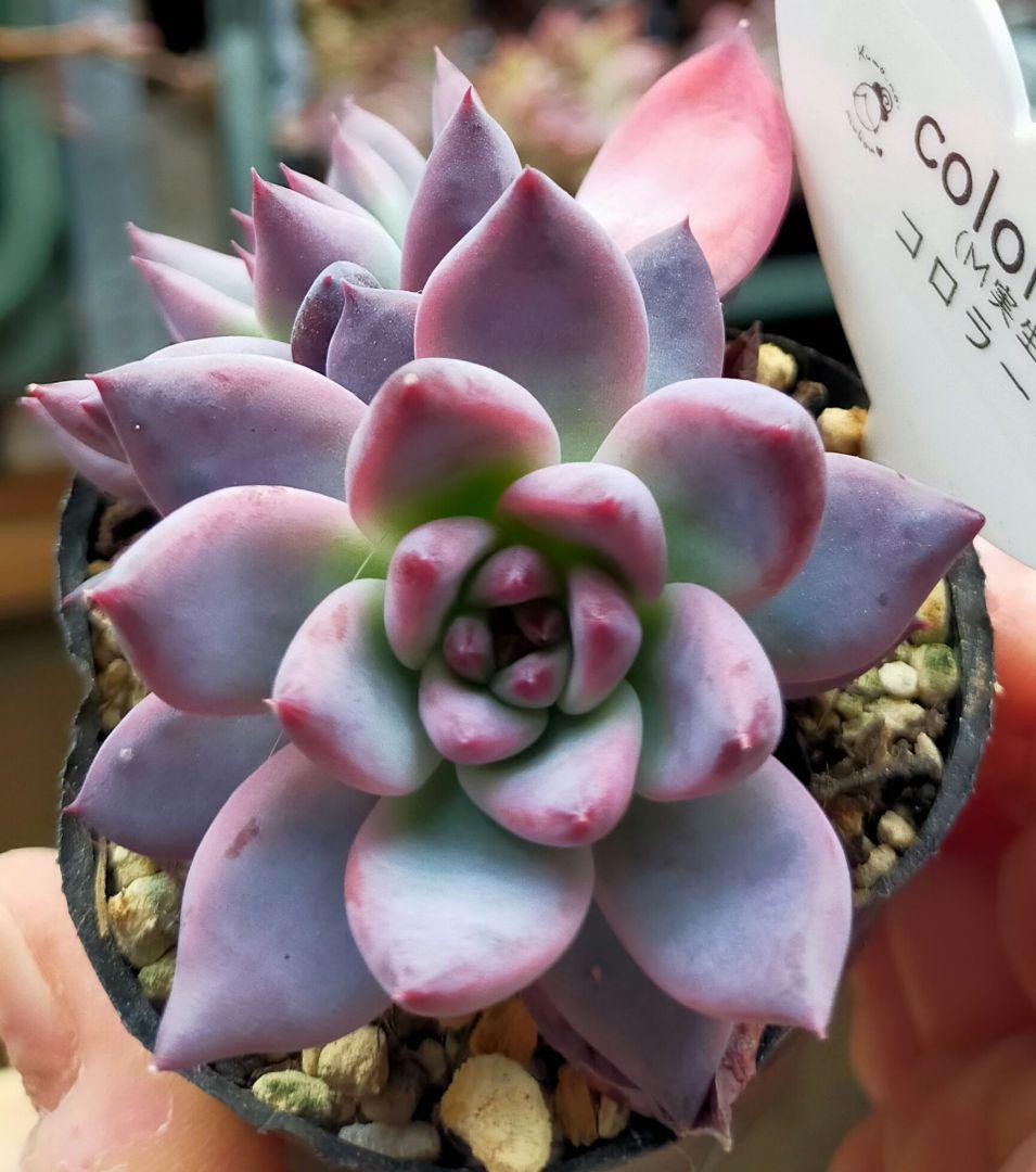 コロラータ М実生 くものむこうさん 土付き発送 多肉 - メルカリ