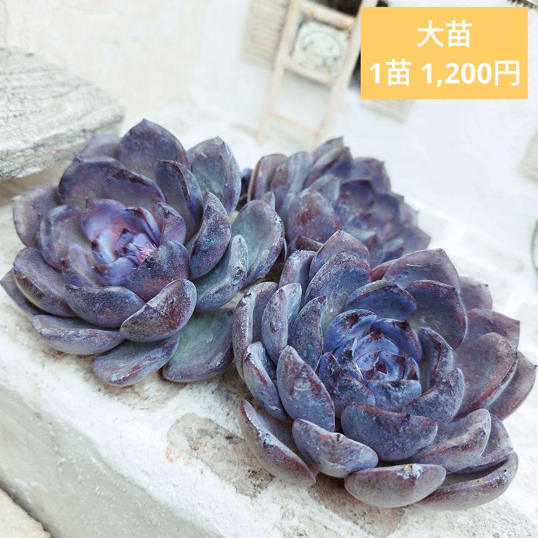 チャビーボラ(大苗)◎多肉植物 カット苗 韓国苗 エケベリア等 - メルカリ