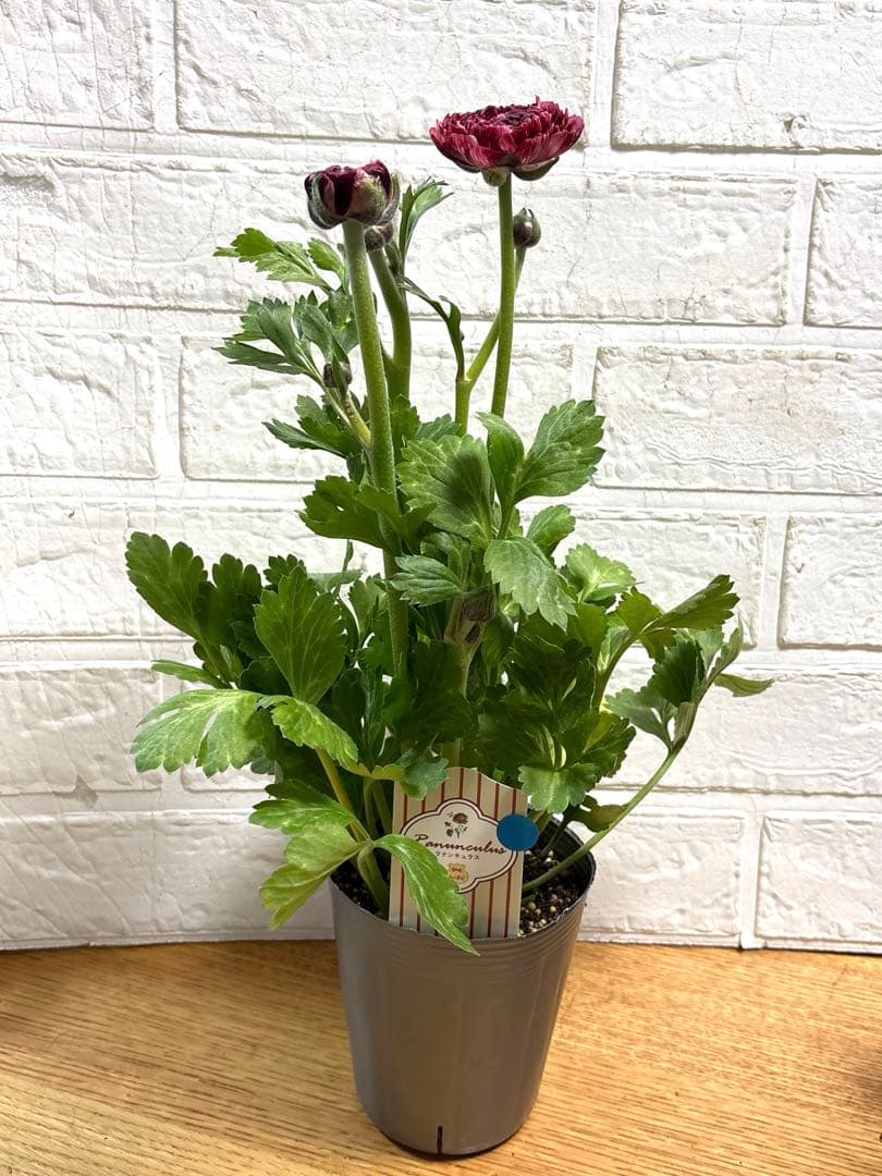 現品】ラナンキュラスラックス♡イカロス♡3.5号ロング♡ポットごと