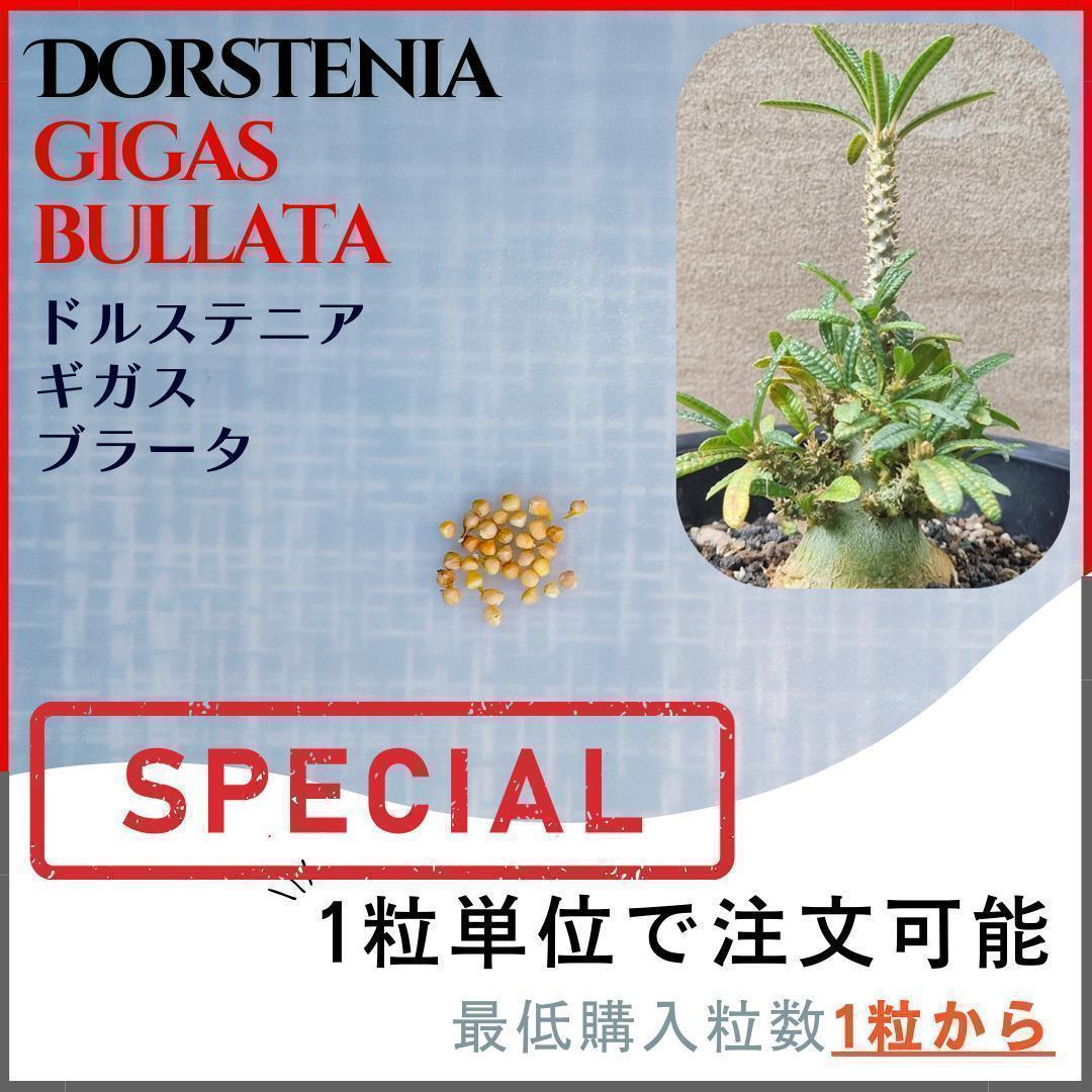 種子】ドルステニア ギガス ブラータ /セット割あり 数量1粒から購入可