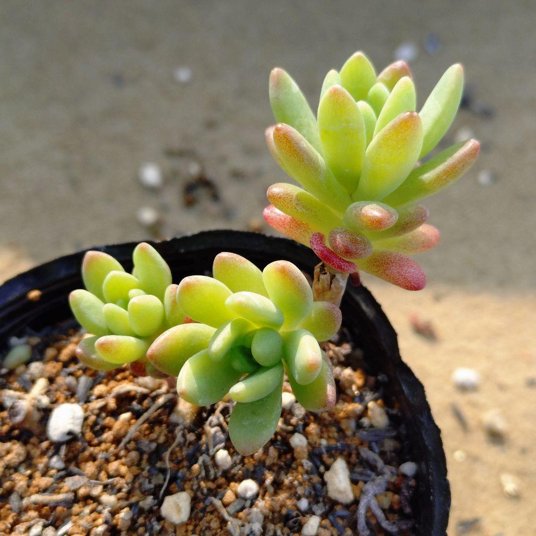 薄化粧×乙女心 多肉植物抜き苗うに - メルカリ