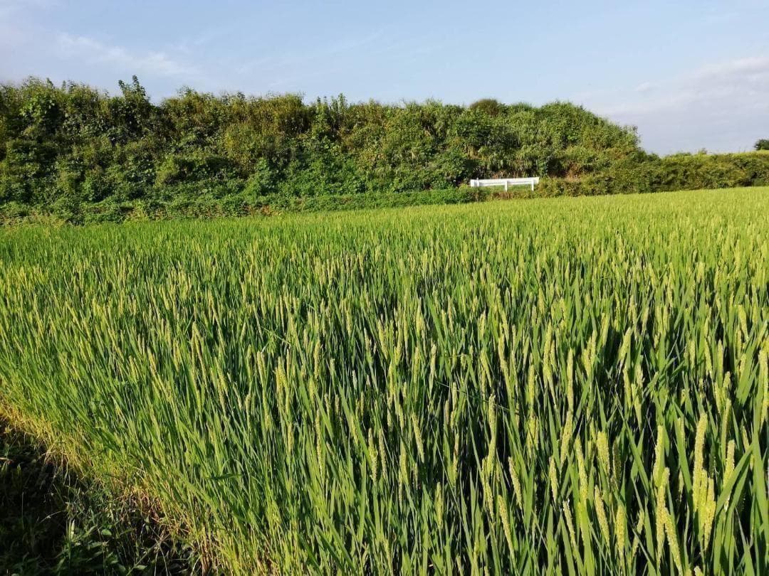 農薬不使用 ハッピーヒル（うるち） 種籾 3キロ 陸稲 黒米の籾200g付き