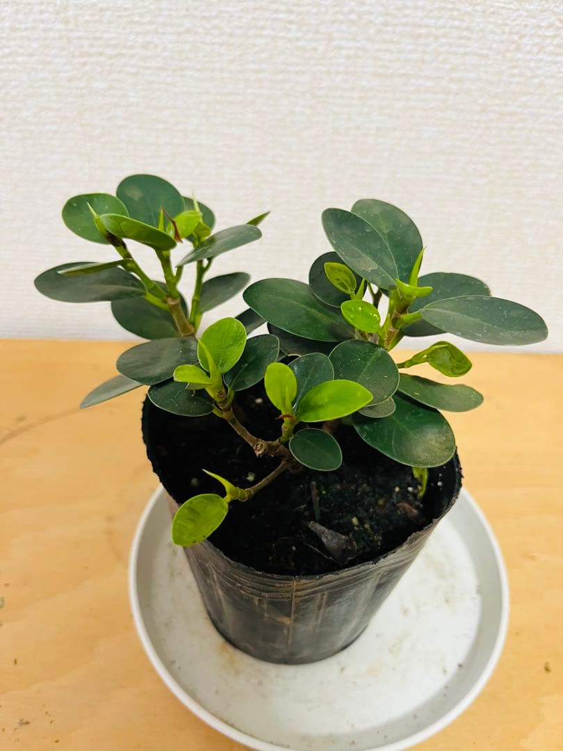 小さい葉っぱが可愛い！ コパンダガジュマル 苗 - メルカリ