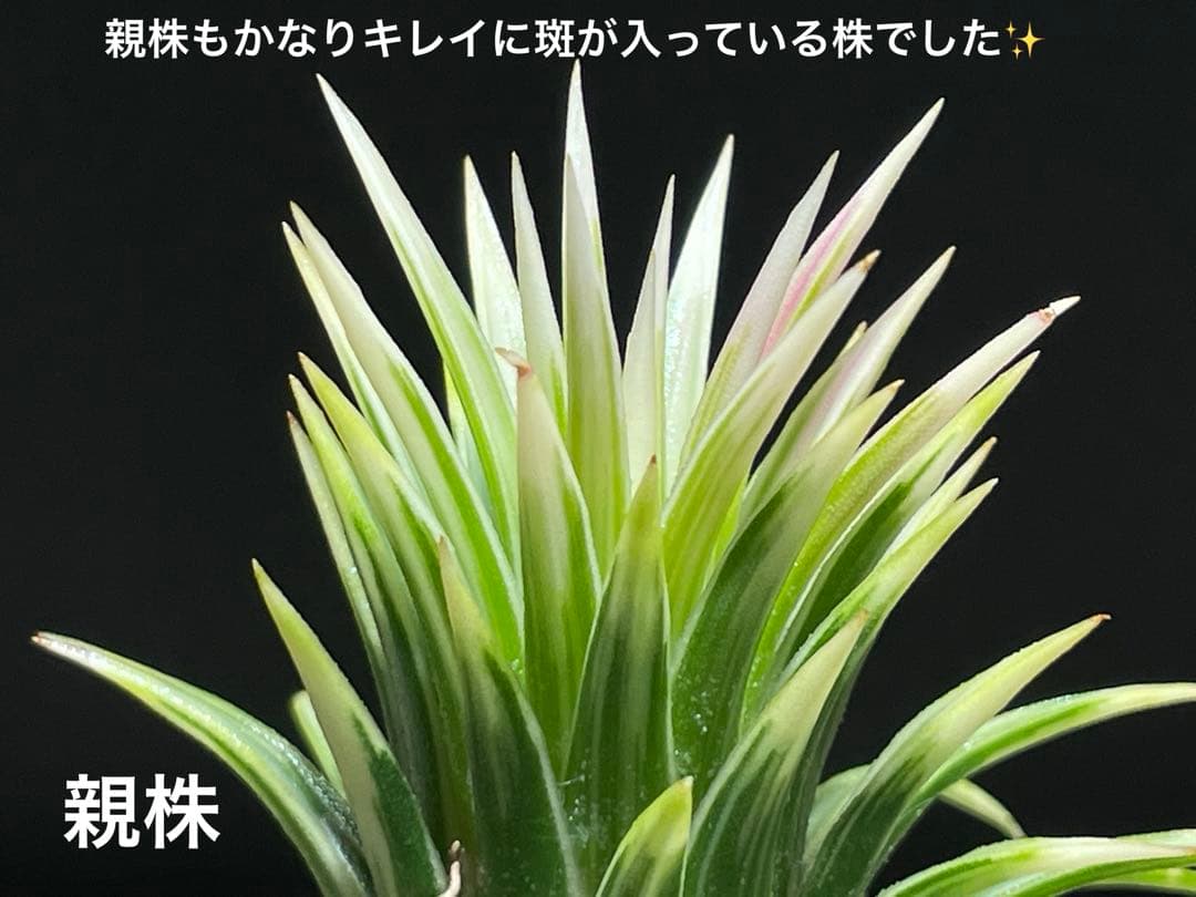 ティランジア イオナンタ メディオピクタ / チランジア エアプランツ