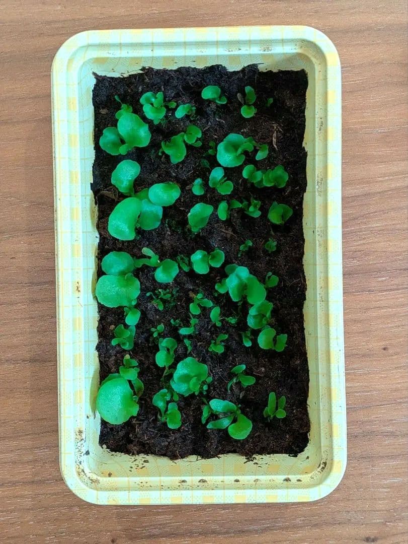 P.Ridleyi wild spore ビカクシダ リドレイ 胞子培養株③ - メルカリ
