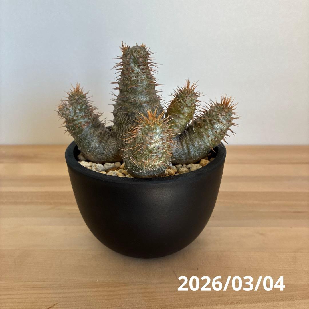 パキポディウム グラキリス 実生 プラ鉢ごと発送 - メルカリ