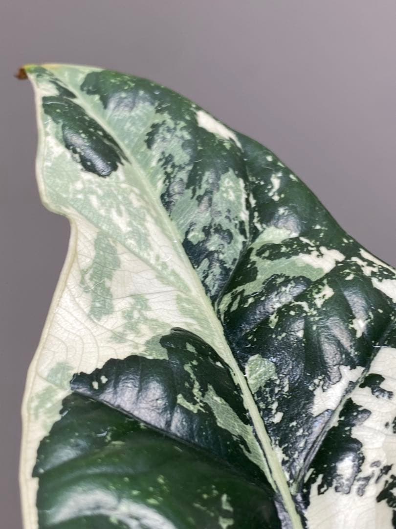 レ*迎様 【超希少‼️美株✨】アロカシア シンポ アルボ 斑入り 白斑