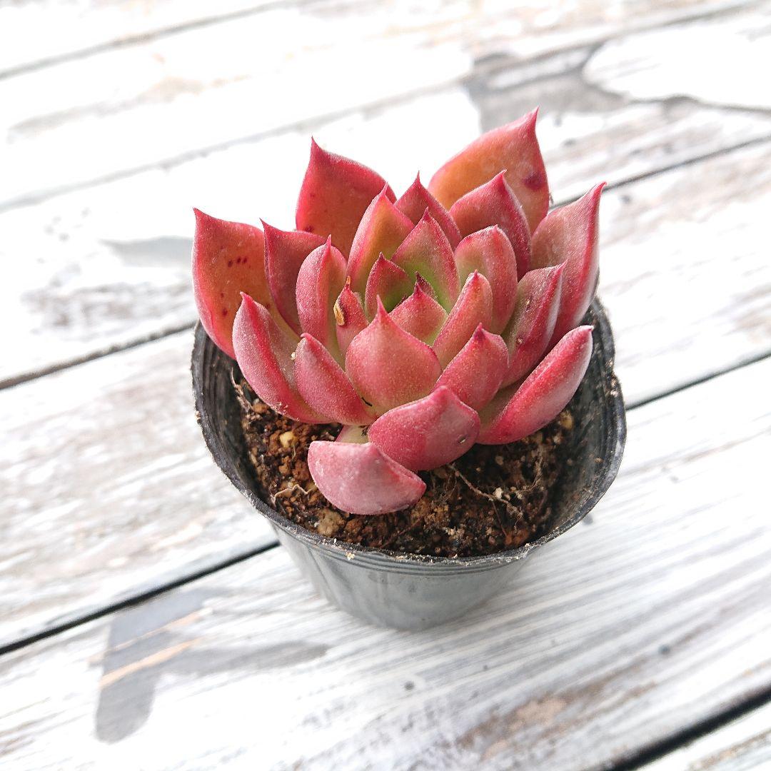 多肉植物 ルブラ 抜き苗 - メルカリ