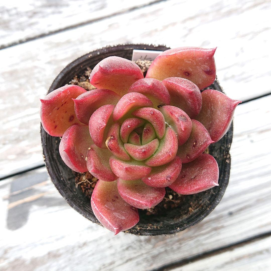 多肉植物 ルブラ 抜き苗 - メルカリ
