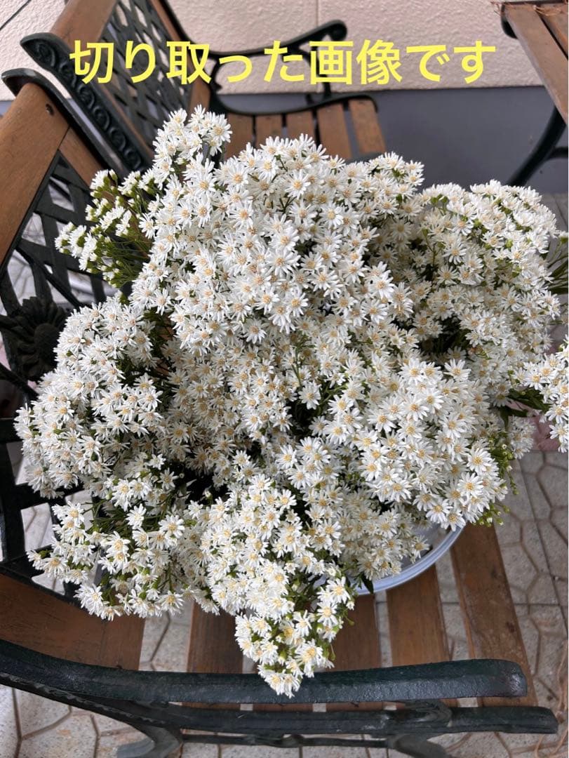 雪白柳葉友禅菊 10ポット - メルカリ