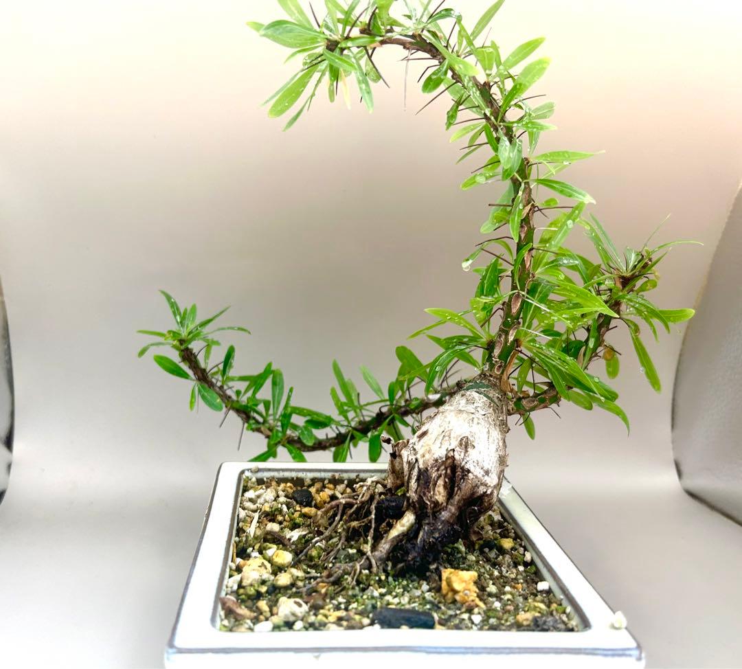 フォークイエリア プルプシー 現地株 根上がり仕立て 塊根部約4cm 高さ