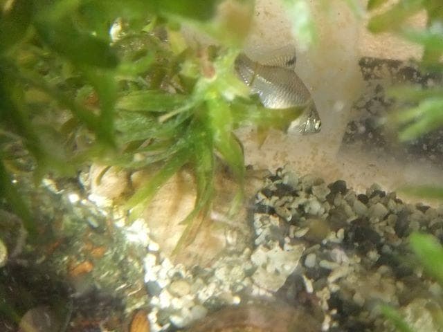 和竿 タナゴ竿 古竹矢竹 68-C8 - メルカリ