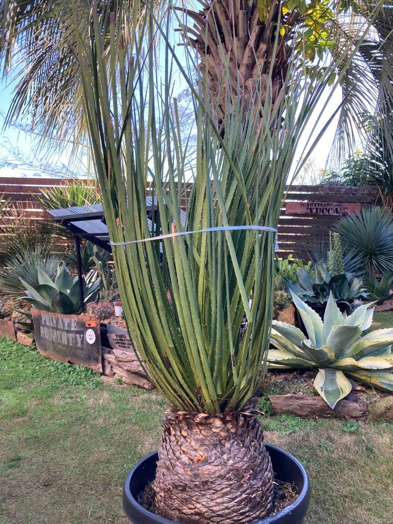 極耐寒性ダシリリオン大株ミキワネンシス◇南国ドライガーデン