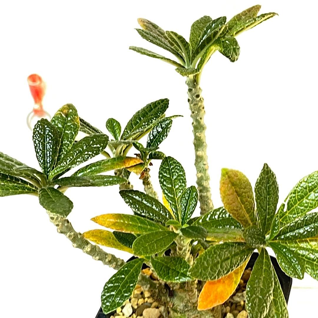 塊根植物】ドルステニア ギガス 国内 実生 ドルステニアギガス ②