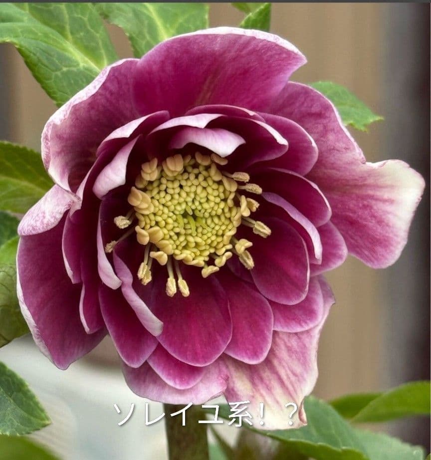 ✭クリスマスローズ:広瀬園芸【ソレイユもどき !?】開花株 - メルカリ