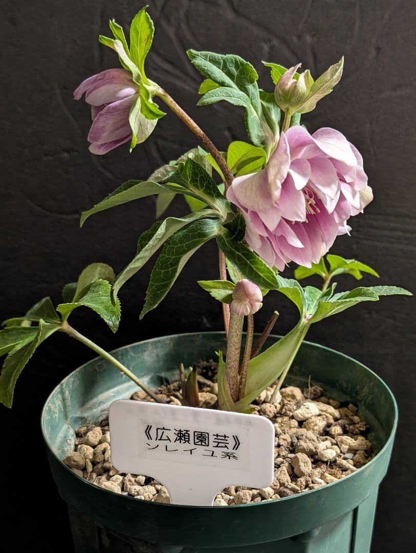 ✭クリスマスローズ:広瀬園芸【ソレイユもどき !?】開花株 - メルカリ