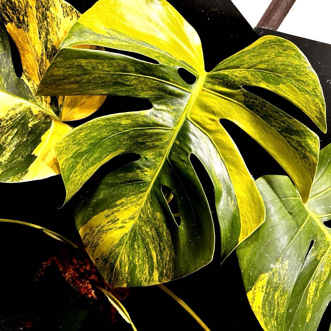 T*o様 斑入りモンステラボルシギアナオーレア黄斑67㎝/検索→イエロー