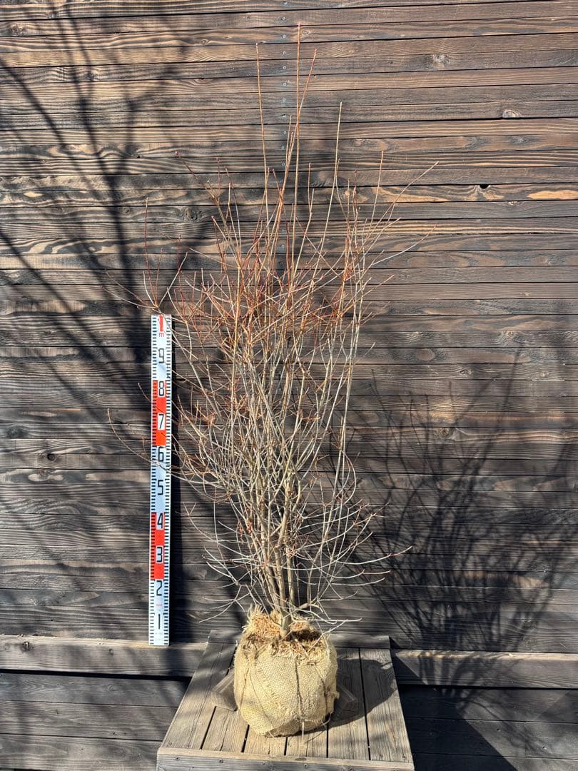 《良形株》ベニドウダンツツジ/大株【現品発送】管理80033