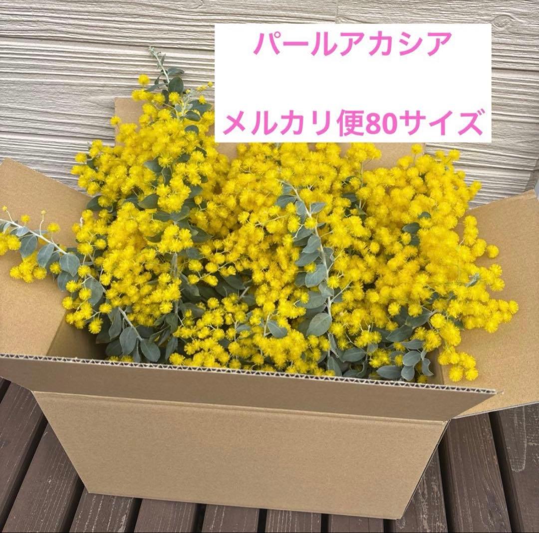 本日発送】ミモザ パールアカシア フレッシュ 80サイズ(保水あり