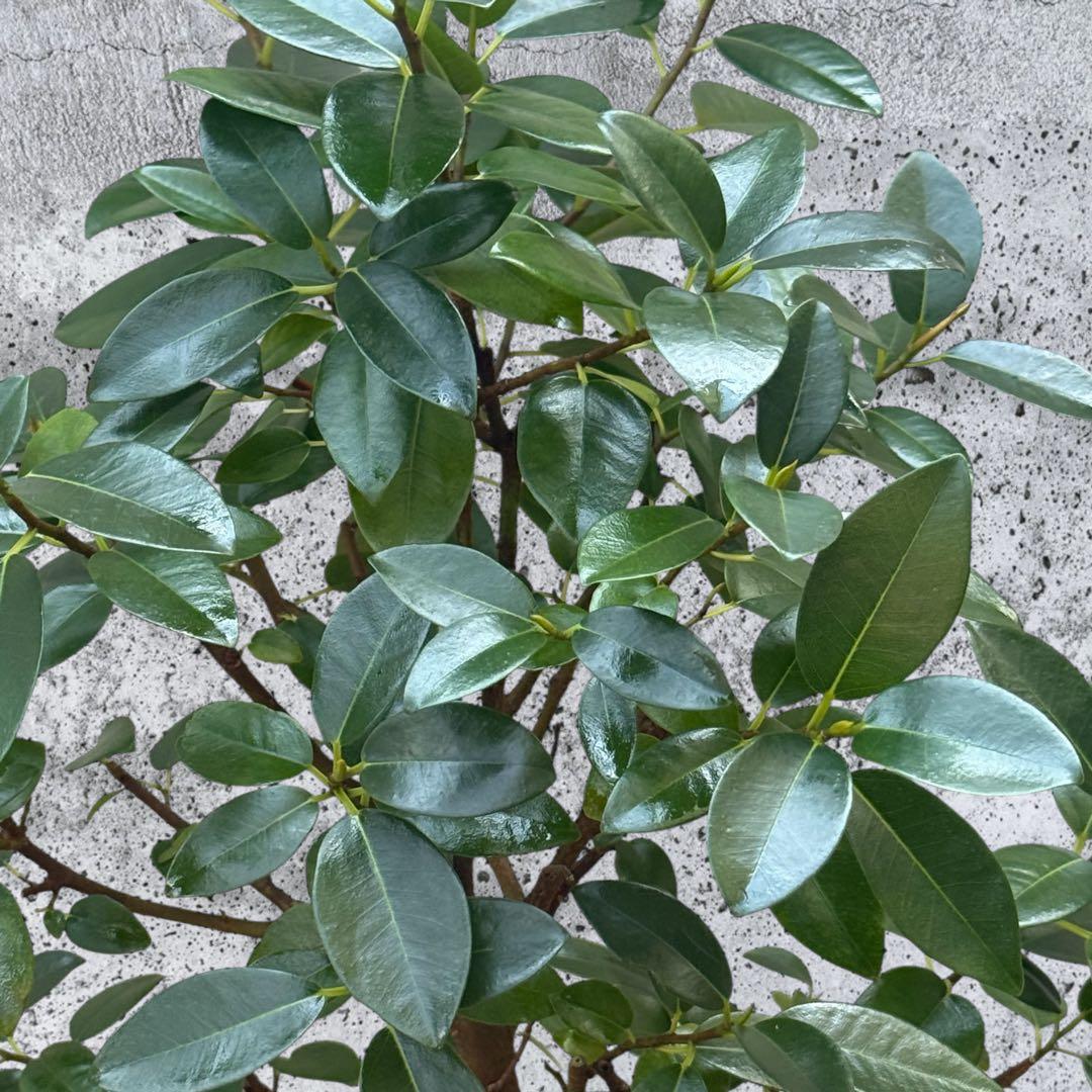 フランスゴム フィカス•ルビギノーサ♪ 130cm スリムな曲がりフォルム