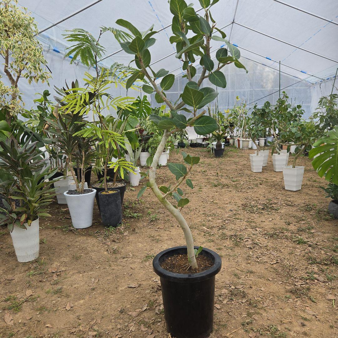 ⑯　フィカス　ベンガレンシ　8号曲がり仕立て「螺旋」特大苗木最高等級極上品‼️ 現品］83番 フィカス ベンガレンシス 曲がり 螺旋 8号 観葉植物 室内