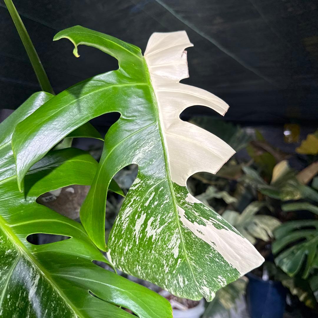 ALB5 モンステラ ボルギシアナ アルボ ホワイトタイガー白斑 健康