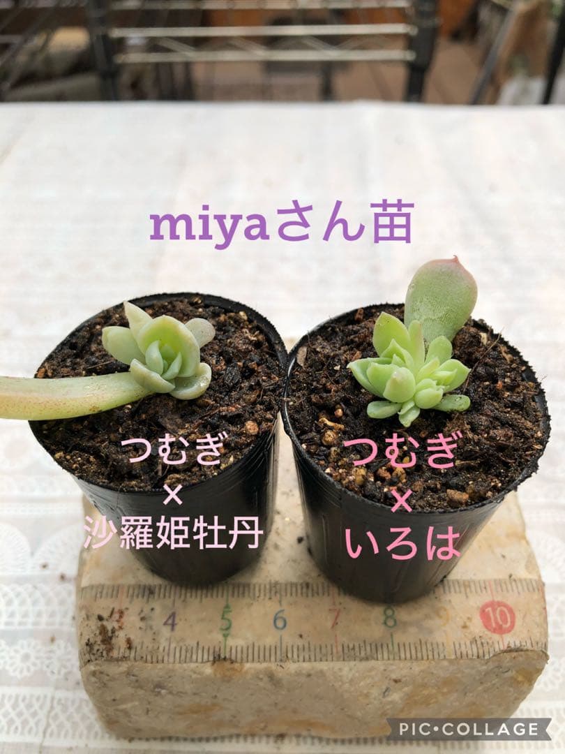 多肉植物 miyaさん苗♡お得セット 多肉植物 メリーベル錦♡小苗