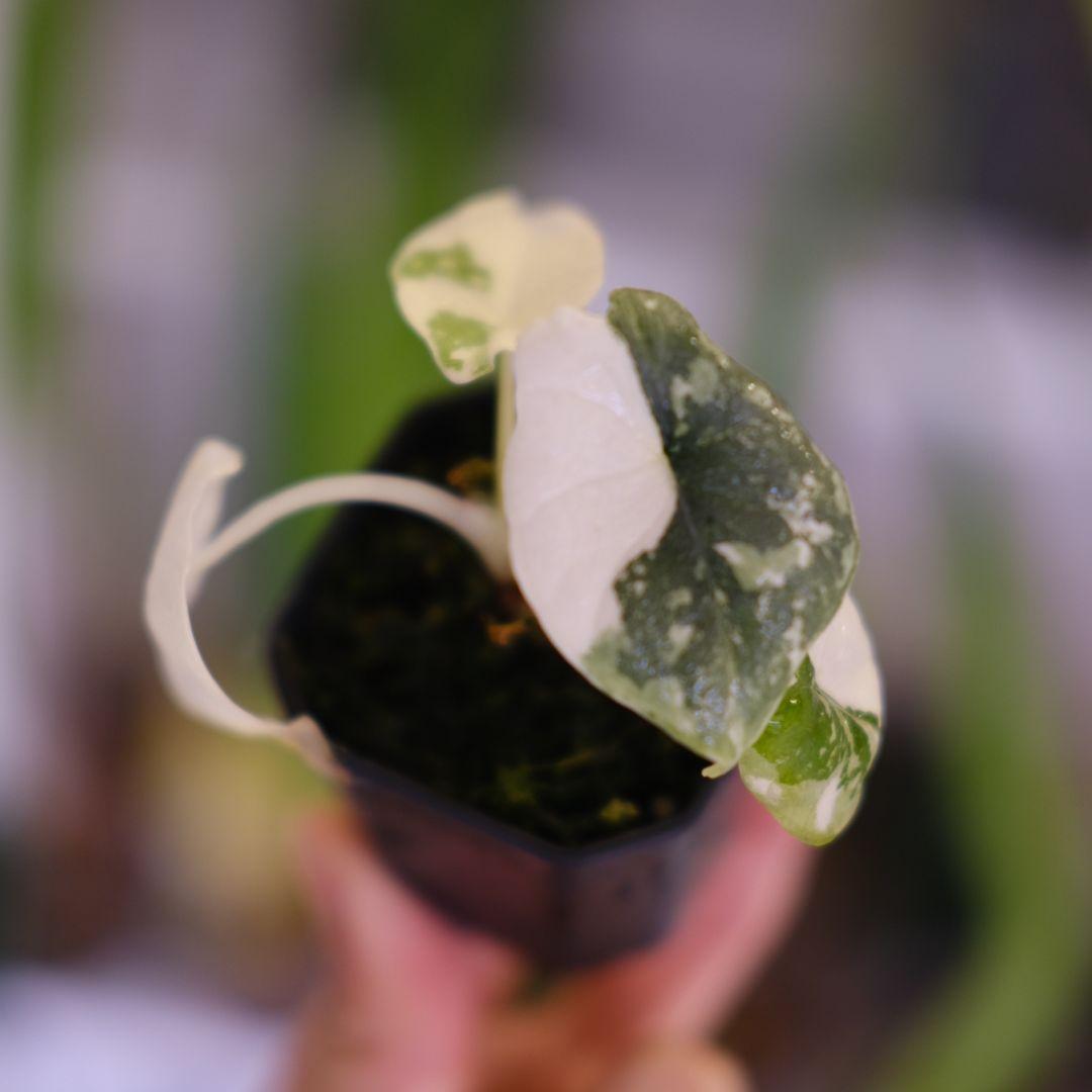 アロカシア メロ アルボ│Alocasia melo 'Albo' Var.④ アロカシア メロ アルボ│Alocasia melo 'Albo' Var.│観葉植物