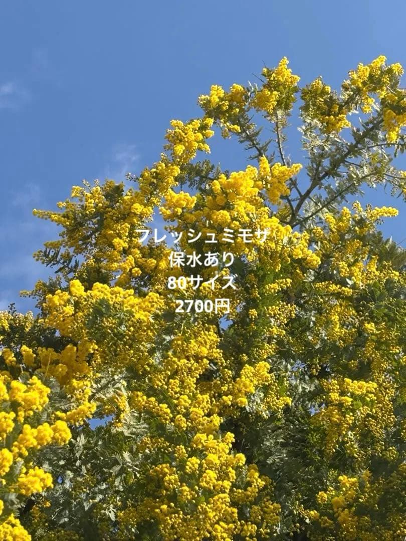 フレッシュミモザ 2026ご予約ページ 2026年2月レッスンスケジュール 2月の季節レッスンのテーマは