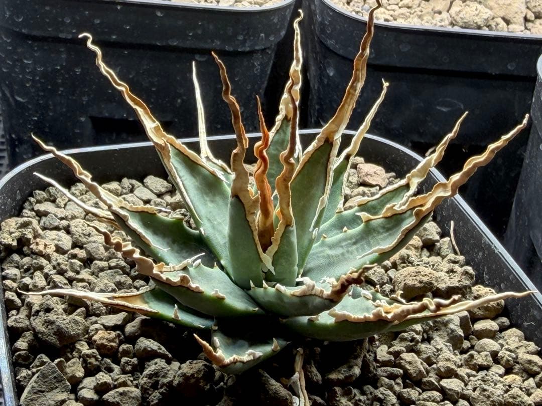 【超選抜】エボリスピナ選抜実生陽炎株　鉢ごと発送