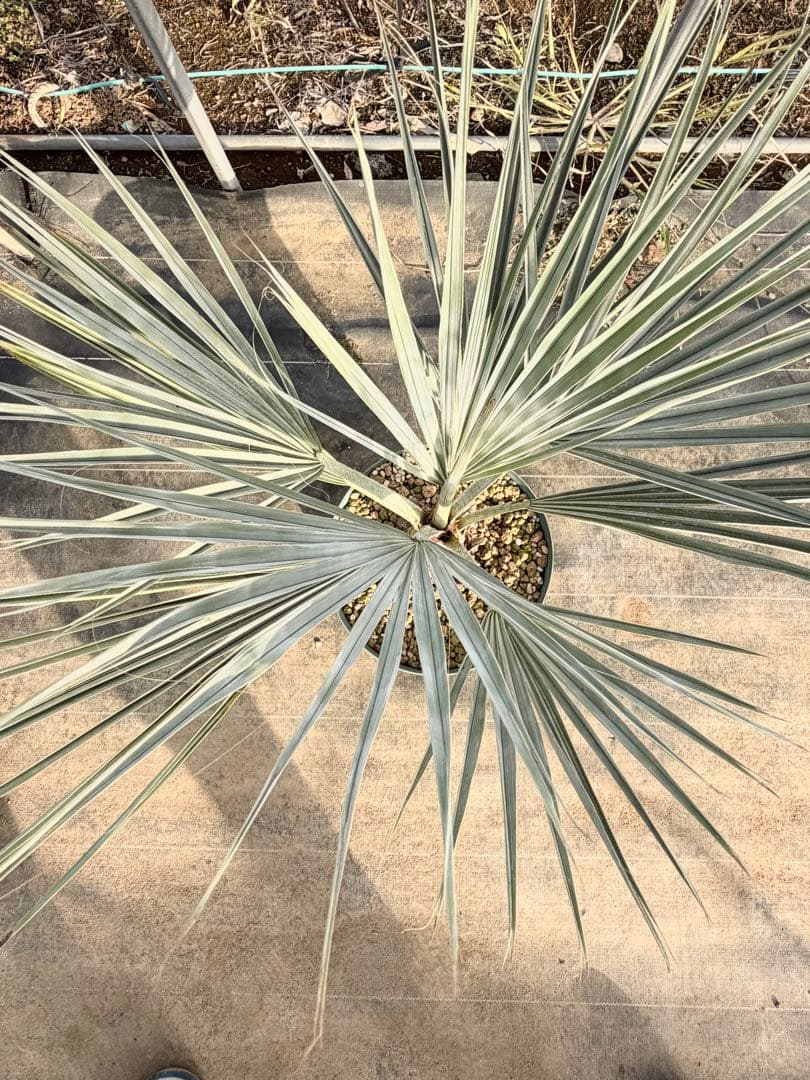 ブラヘアアルマータ 検）ココスヤシ サバルヤシ ワシントンヤシ