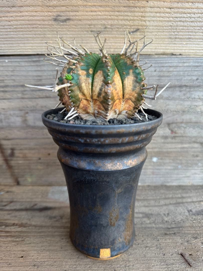 人気品種】激渋木質化ユーフォルビア バリダ ホリダ オベサ 子吹き