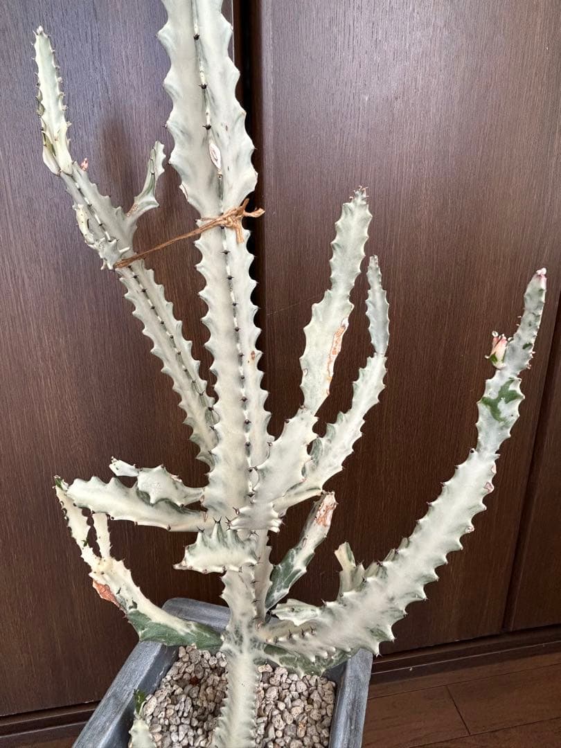 大型ホワイトゴースト☆130cm】鉢植え・綴化・サボテン - メルカリ