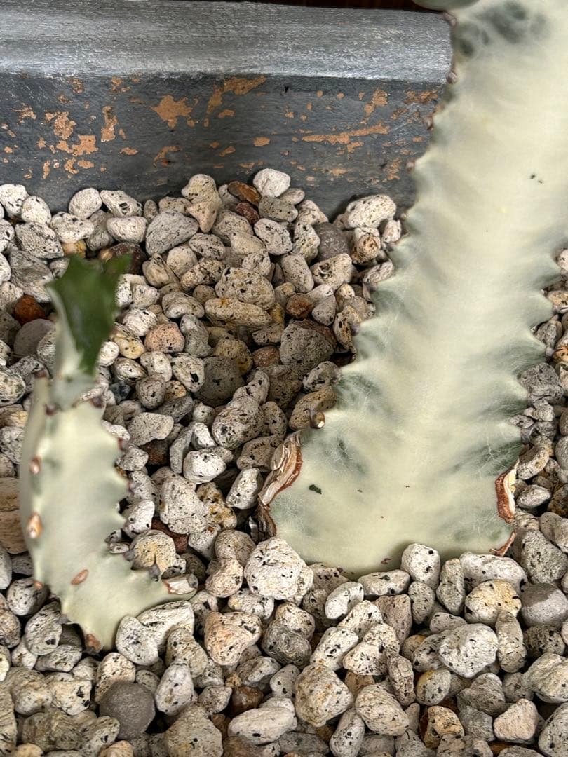 大型ホワイトゴースト☆130cm】鉢植え・綴化・サボテン - メルカリ