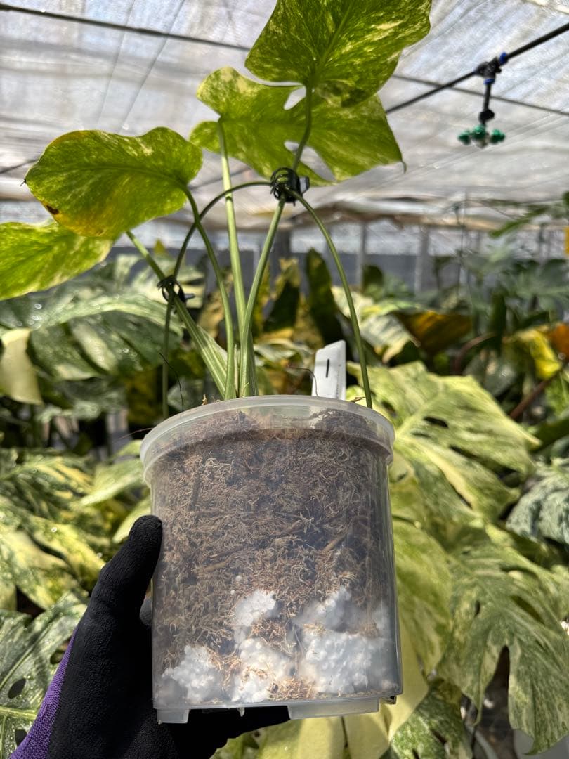 1 モンステラ レガシー カット苗 しっかり発根・健康株