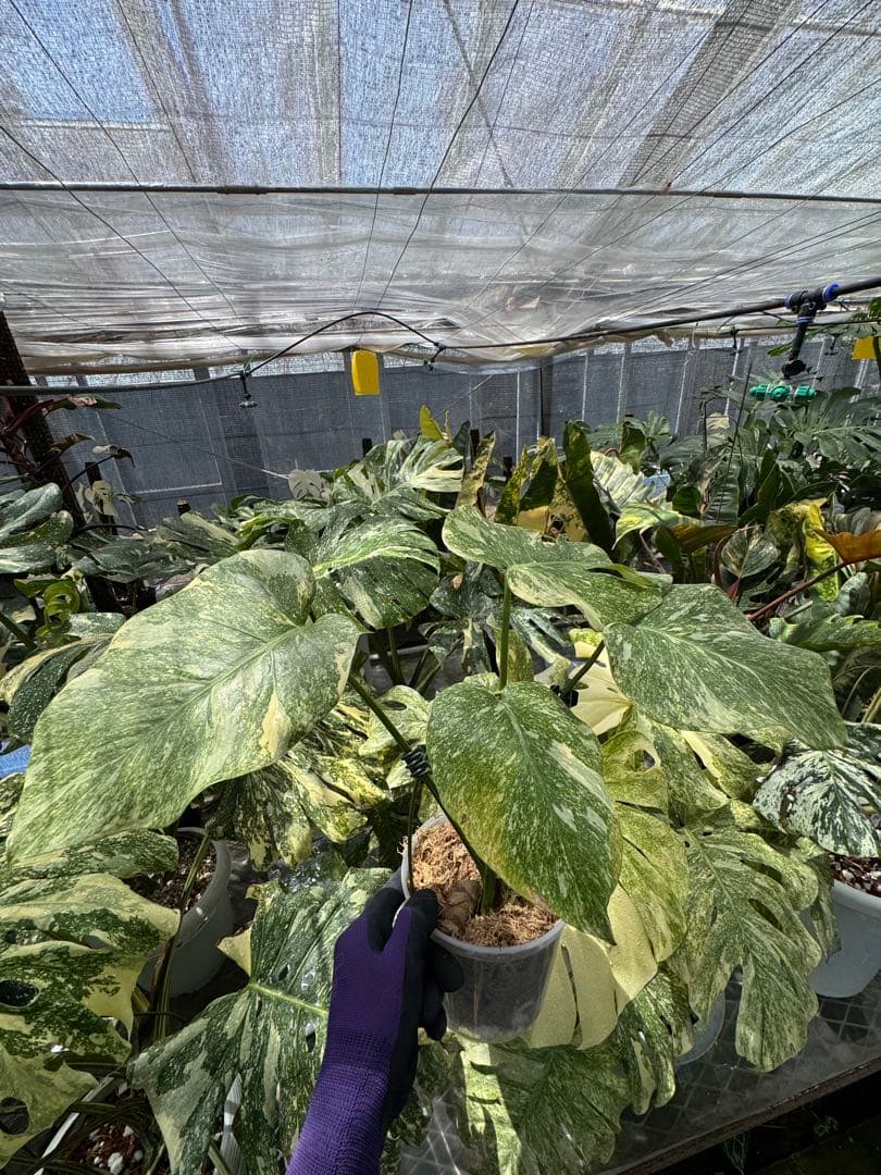 1 モンステラ レガシー カット苗 しっかり発根・健康株